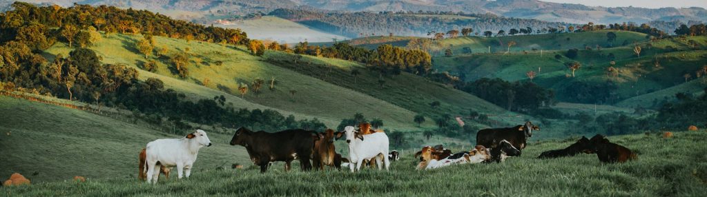 This image captures a serene landscape of a farm with a herd of cows scattered across a lush green pasture. The backdrop features rolling hills and a mountain range under a soft, pastel sky, suggesting either dawn or dusk. The various cows, some resting and others standing, are of different breeds and colors, ranging from white to brown and black. This idyllic scene is evocative of rural life and the natural environment in which these animals are raised.